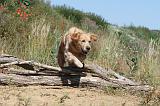 GOLDEN RETRIEVER 233